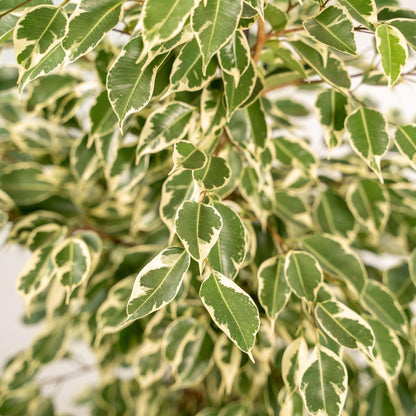 Kamerplant - Ficus benjamina Twilight - Inclusief sierpot - Pot Ø 21cm Hoogte ↕ 95cm