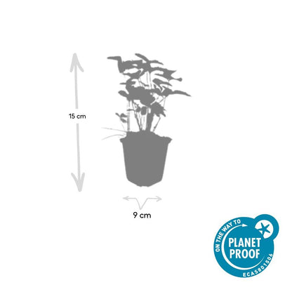 Buitenplant 24x Fragaria vesca - Wilde Aardbei - Pot Ø 9cm Hoogte ↕ 10-25cm