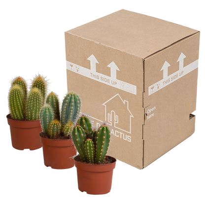 Kamerplant 3x Cereus mix - Kweekpot Ø 10,5cm