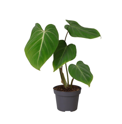 Kamerplant - Philodendron gloriosum - Pot Ø 12cm Hoogte ↕ 35cm