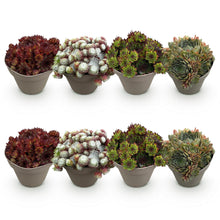 Buitenplant 8x Sempervivum Big Sam - Winterhard - Pot Ø 14cm Hoogte ↕ 17cm