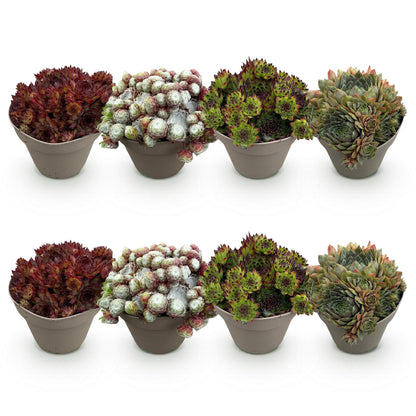 Buitenplant 8x Sempervivum Big Sam - Winterhard - Pot Ø 14cm Hoogte ↕ 17cm