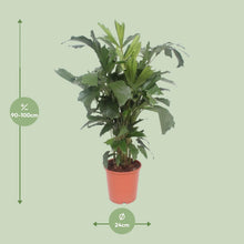 XL kamerplant - Caryota Mitis - Pot Ø 24cm Hoogte ↕ 110cm