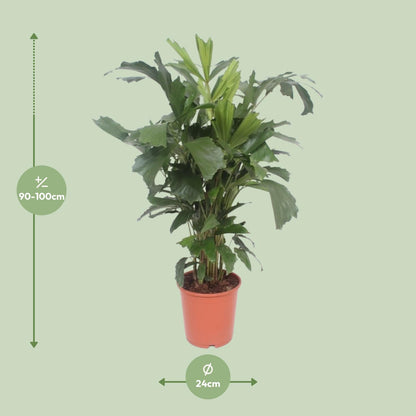 XL kamerplant - Caryota Mitis - Pot Ø 24cm Hoogte ↕ 110cm