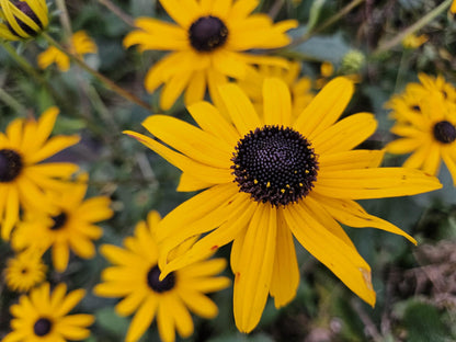 Buitenplant 6x Rudbeckia fulgida 'Goldsturm' - Bloeiend - Pot Ø 9cm Hoogte ↕ 10-25cm
