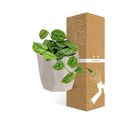 Kamerplant - Scindapsus Pictus 'Argyraeus' - Hangplant - Pot Ø 14cm