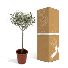 Kamerplant - Olea Europaea - Pot Ø 19cm Hoogte ↕ 90cm