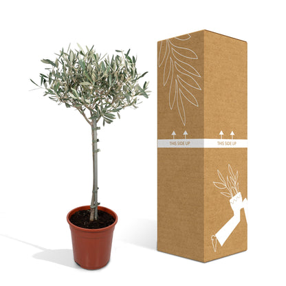 Kamerplant - Olea Europaea - Pot Ø 19cm Hoogte ↕ 90cm
