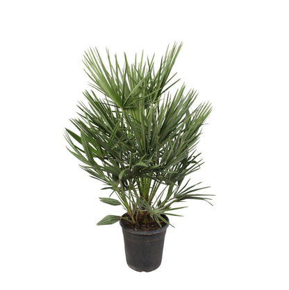Buitenplant - Chamaerops Humilis - Winterhard - Pot Ø 21cm Hoogte ↕ 100cm