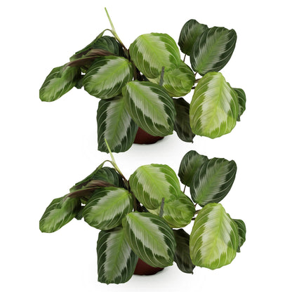 Green boutiQ - Kamerplant - Maranta Fascinator Silverband - Gebedsplant - Huisdiervriendelijk - Groen - 2 Planten - Pot 12cm - Hoogte 30-35cm