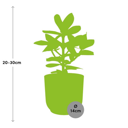 Kamerplant - Clusia Princess - Pot Ø 14cm
