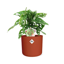 Kamerplant - Monstera 'Monkey Leaf' - Pot Ø 14cm