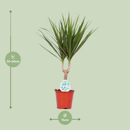 Kamerplant - Dracaena Marginata - Pot Ø 14cm Hoogte ↕ 55cm