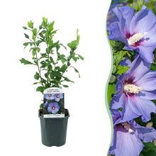 Buitenplant - Hibiscus syriacus 'Oiseau Blue' - Bloeiend - Pot Ø 17cm Hoogte ↕ 45cm