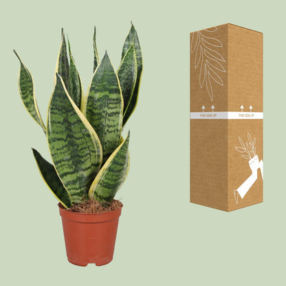 Kamerplant - Sansevieria Trifasciata Futura Superba - Luchtzuiverend - Pot Ø 12cm Hoogte ↕ 40cm