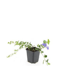 Buitenplant 24x Vinca minor 'Ralph Shugert' - Winterhard - Pot Ø 9cm Hoogte ↕ 10-25cm