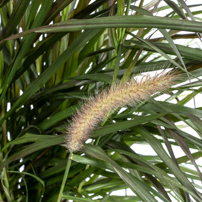 Buitenplant - Pennisetum x Advena Chelsea - Pot Ø 27cm Hoogte ↕ 70-80cm