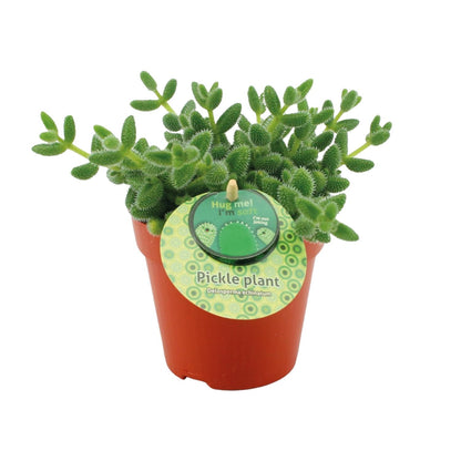 Kamerplant - Delosperma Echinatum - Pot Ø 12cm Hoogte ↕ 20cm