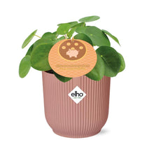 Kamerplant - Pilea Peperomioides - Pot Ø 14cm Hoogte ↕ 12cm