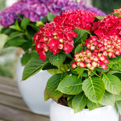 Buitenplant - Hortensia Hydrangea Forever & Ever Rood - Bloeiend - Pot Ø 23cm Hoogte ↕ 55cm
