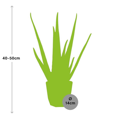 Kamerplant - Aloe Vera - Pot Ø 14cm Hoogte ↕ 12cm
