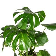 Kamerplant - Monstera Deliciosa Tauerii - Pot Ø 21cm Hoogte ↕ 70-90cm