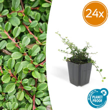 Buitenplant 24x Cotoneaster pr. 'Streib's Findling' - Pot Ø 9cm Hoogte ↕ 10-25cm