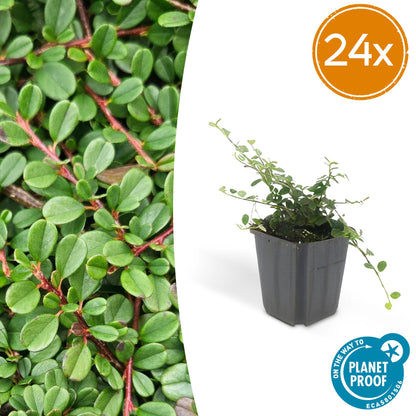 Buitenplant 24x Cotoneaster pr. 'Streib's Findling' - Pot Ø 9cm Hoogte ↕ 10-25cm