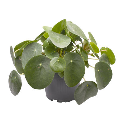 Kamerplant - Pilea Peperomioides - Pot Ø 12cm Hoogte ↕ 20cm