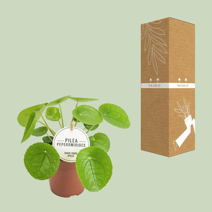 Kamerplant - Pilea Peperomioides - Pot Ø 13cm Hoogte ↕ 20cm