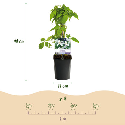 Buitenplant 2x Clematis montana Grandiflora - Vroegbloeiend Wit - Pot Ø 11cm Hoogte ↕ 40cm