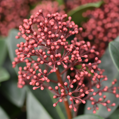 Buitenplant 3x Skimmia 'Rubella' - Pot Ø 10,5cm Hoogte ↕ 20-25cm