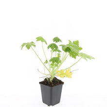 Buitenplant 48x Geranium macrorrhizum 'Spessart' - Vaste plant, Winterhard, Bloeiend - Pot Ø 9cm Hoogte ↕ 25cm