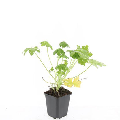 Buitenplant 48x Geranium macrorrhizum 'Spessart' - Vaste plant, Winterhard, Bloeiend - Pot Ø 9cm Hoogte ↕ 25cm