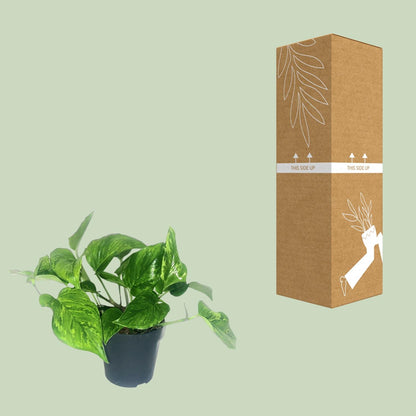 Kamerplant - Scindapsus Pictus Trebie - Pot Ø 12cm Hoogte ↕ 20cm