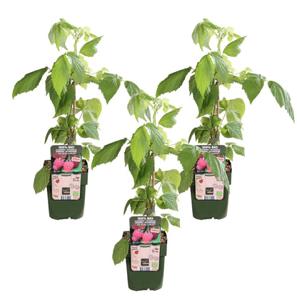 Buitenplant 3x Rubus idaeus Twotimer 'Sugana Red' - Bloeiend - Pot Ø 13cm Hoogte ↕ 45cm
