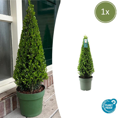 Buitenplant - Ilex Piramide - Pot Ø 21cm Hoogte ↕ 55cm