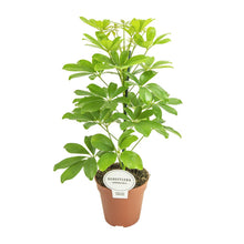 Kamerplant - Schefflera Nora - Pot Ø 13cm Hoogte ↕ 45cm