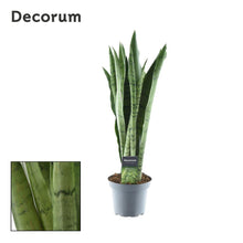 Kamerplant - Sansevieria Spearmint - Pot Ø 14cm Hoogte ↕ 55cm
