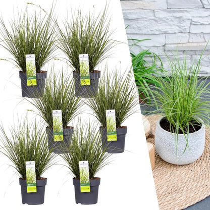 Buitenplant 6x Carex brunnea Variegata - Pot Ø 14cm Hoogte ↕ 25cm