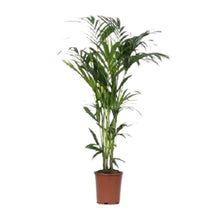 XL kamerplant - Howea - Pot Ø 24cm Hoogte ↕ 140cm