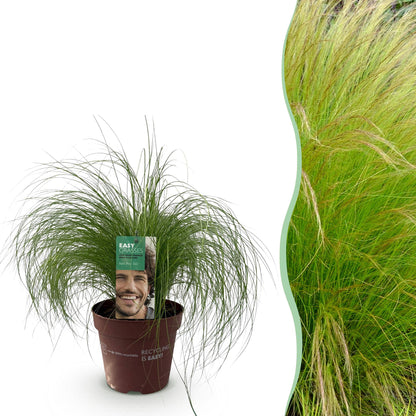 Buitenplant - Stipa tenuifolia 'Pony Tails' - Groenblijvend - Winterhard - Pot Ø 17cm Hoogte ↕ 50cm
