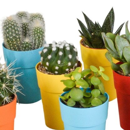 Kamerplant 15x Cactus en vetplanten mix - in gekleurde plasticpot - Pot Ø 5,5cm