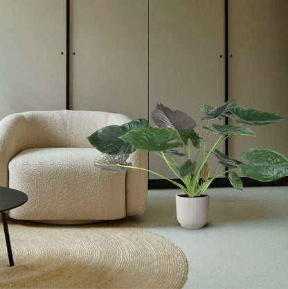 Kamerplant - Alocasia Wentii - Pot Ø 32cm Hoogte ↕ 120cm