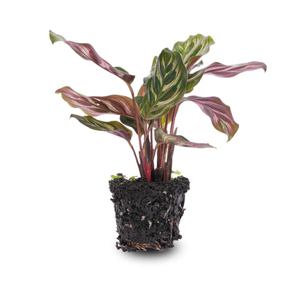 Kamerplant - Calathea Makoyana - Pot Ø 6cm