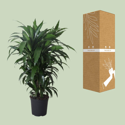 XL plant Dracaena Fragrans Janet Craig - Luchtzuiverend - Pot Ø 27cm Hoogte ↕ 120cm