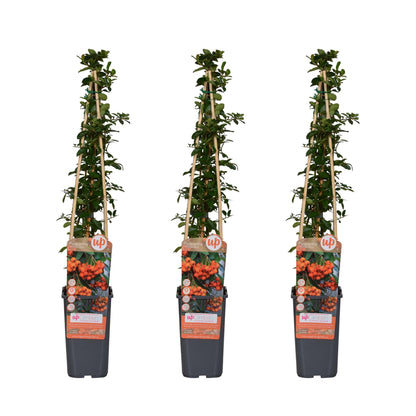 Buitenplant 3x Pyracantha 'Orange Glow' - Pot Ø 15cm Hoogte ↕ 65cm