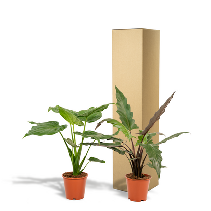 Kamerplant Duo - Alocasia Cucullata + Alocasia Lauterbachiana
