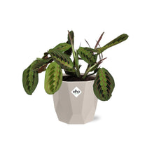 Kamerplant - Maranta Leuconeura 'Fascinator' Tricolor - Pot Ø 14cm