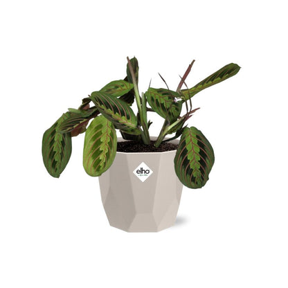 Kamerplant - Maranta Leuconeura 'Fascinator' Tricolor - Pot Ø 14cm